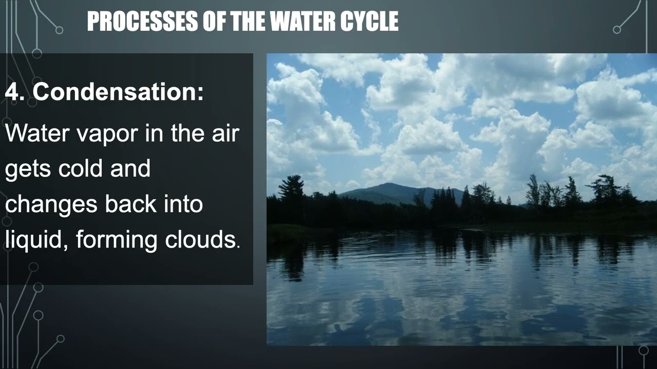 water and carbon cycle