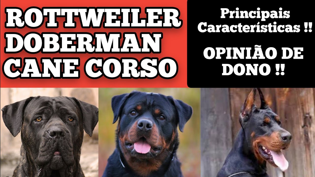Rottweiler x Cane Corso x Doberman ! QUAL O MELHOR CÃO DE GUARDA ? OPINIÃO DE DONO !