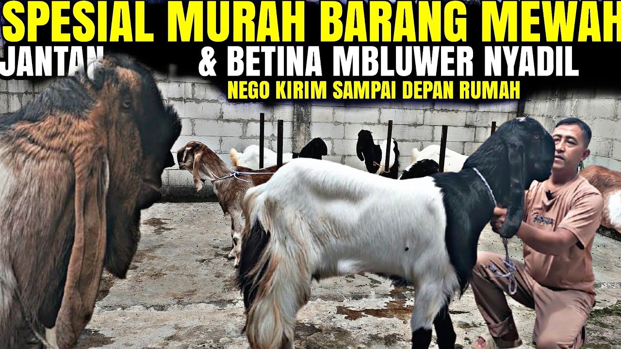 MURAH KUALITAS MEWAH...!!! MBLUWER NYADIL Kambing PE KALIGESING GRATIS ONGKIR KANG MUDRIK