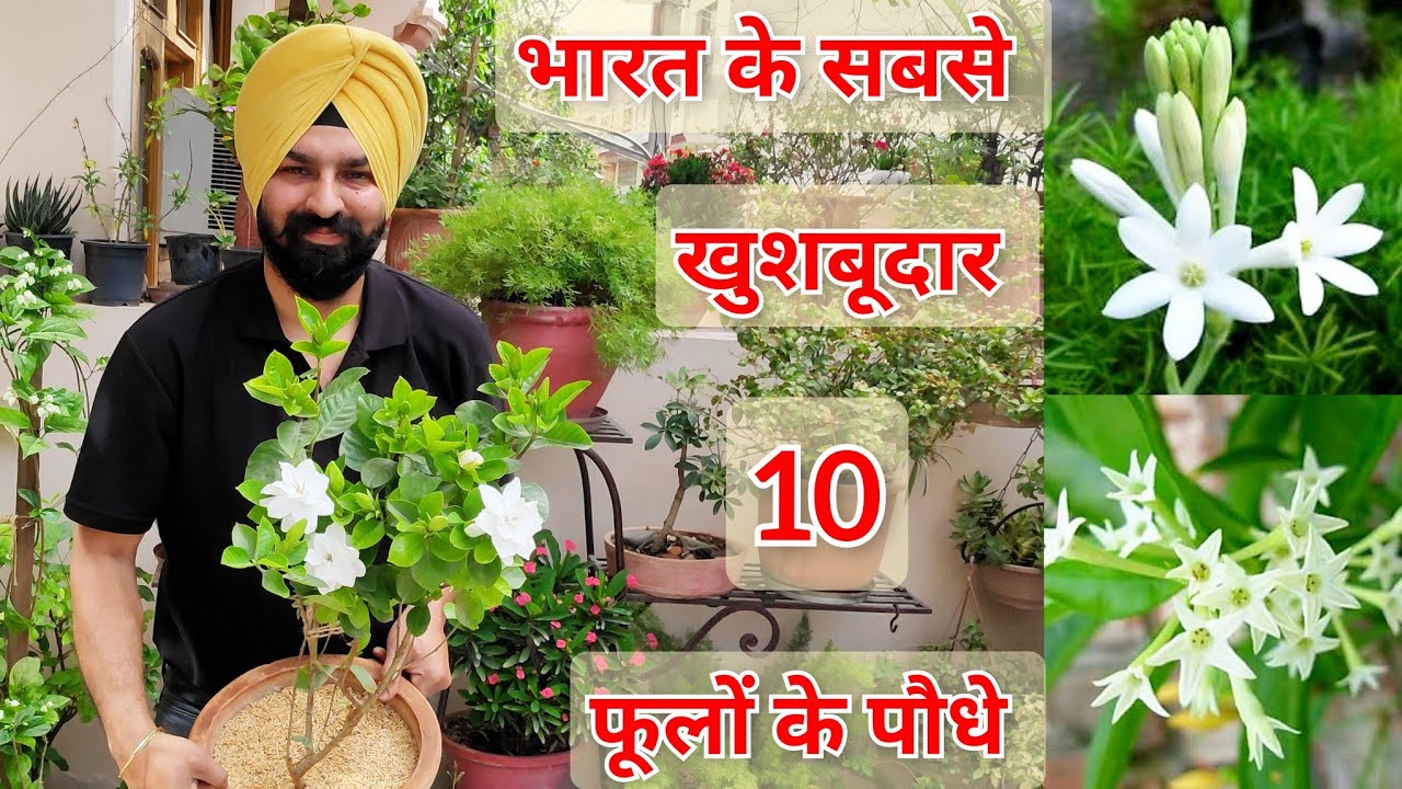 Top 10 Fragrant/Aromatic/Scented   permanent flower plants India, भरत के 10 खुसबूदार फूलों वाले पौधे