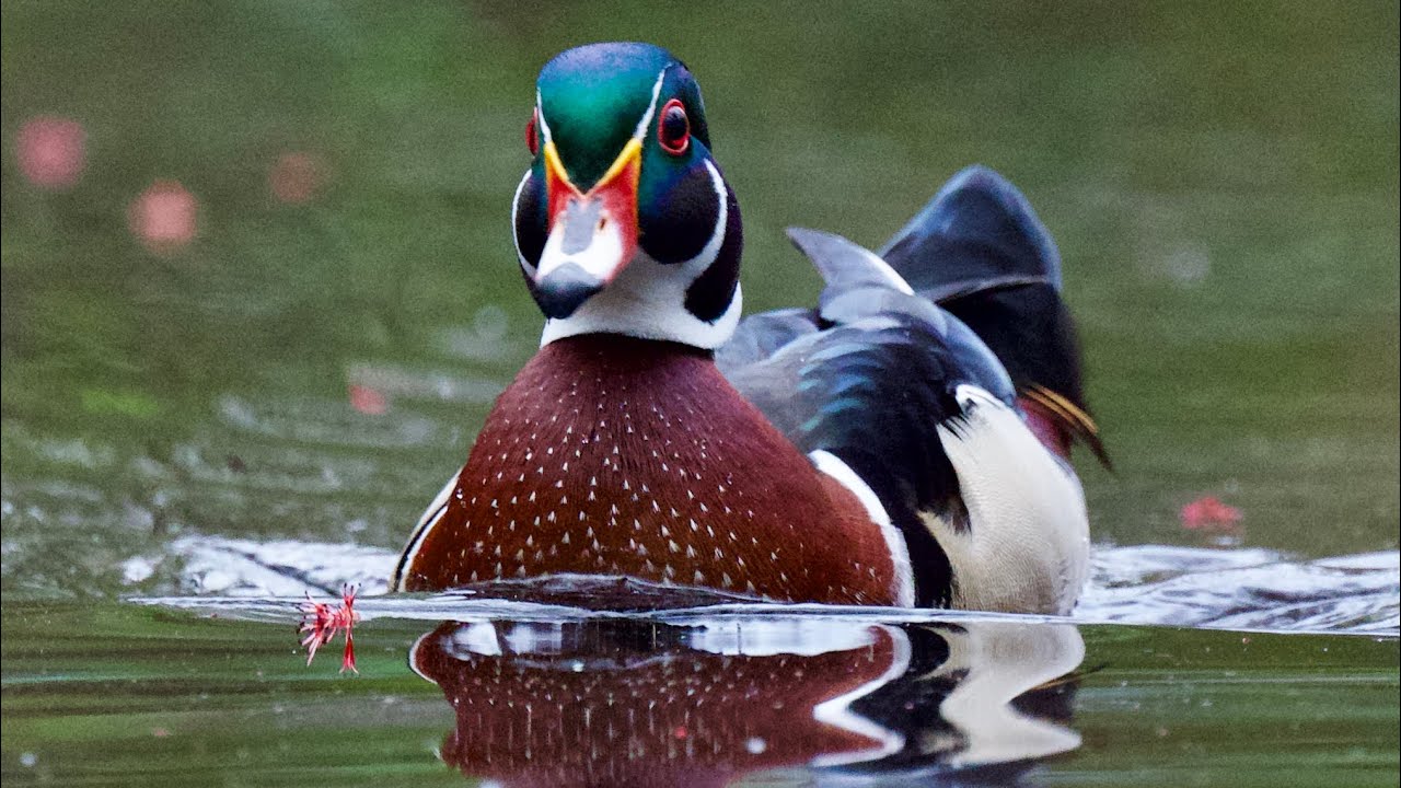 Best Dressed Gentleman in the Woods