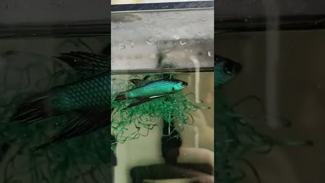 Smaragdina Buriram