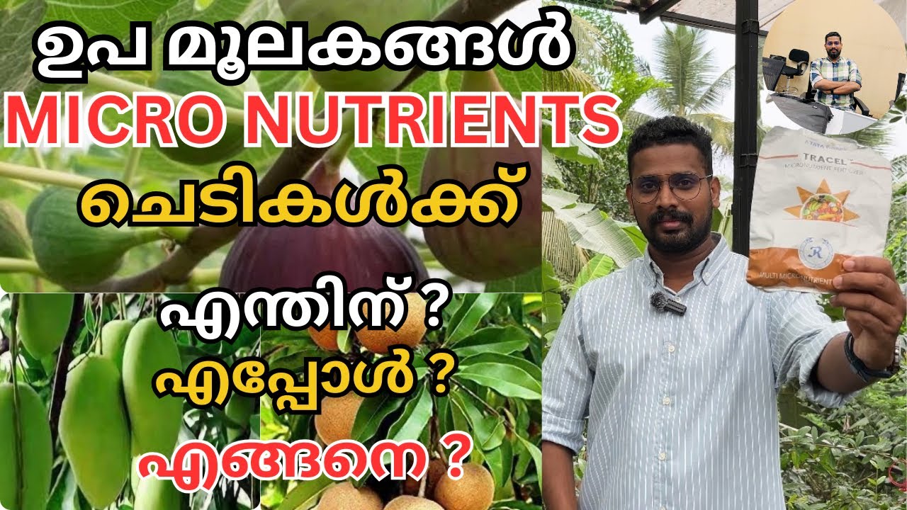 മൈക്രോ ന്യൂട്രിയന്റ്സ് ചെടികൾക്ക് എന്തിനാണ് നൽകുന്നത്?എപ്പോൾ?എങ്ങനെ?| തുടക്കകാർ അറിഞ്ഞിരിക്കേണ്ടത്