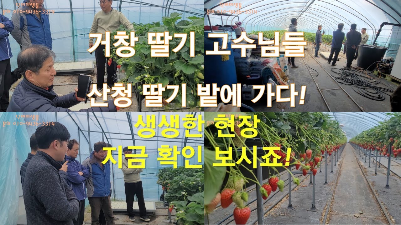 거창딸기 고수님들 산청딸기농가 견학 매일150박스 동당5천 무농약(균제) 단비미생물 사용현장