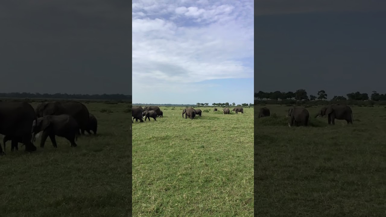 Elephant garden