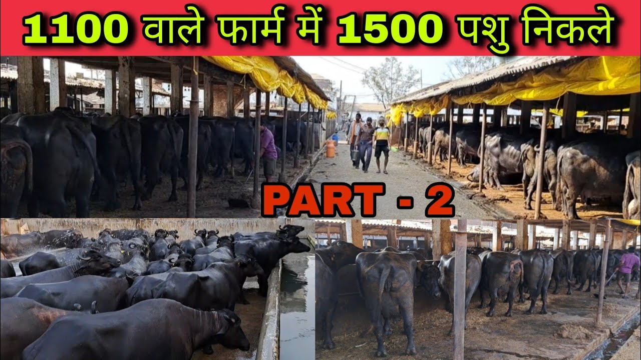 5000 ली. दूध 1500 भैंसों और गायों से पैदा कर करोड़ों कमाते हैं - Manta Dairy Farm Jabalpur M.P.