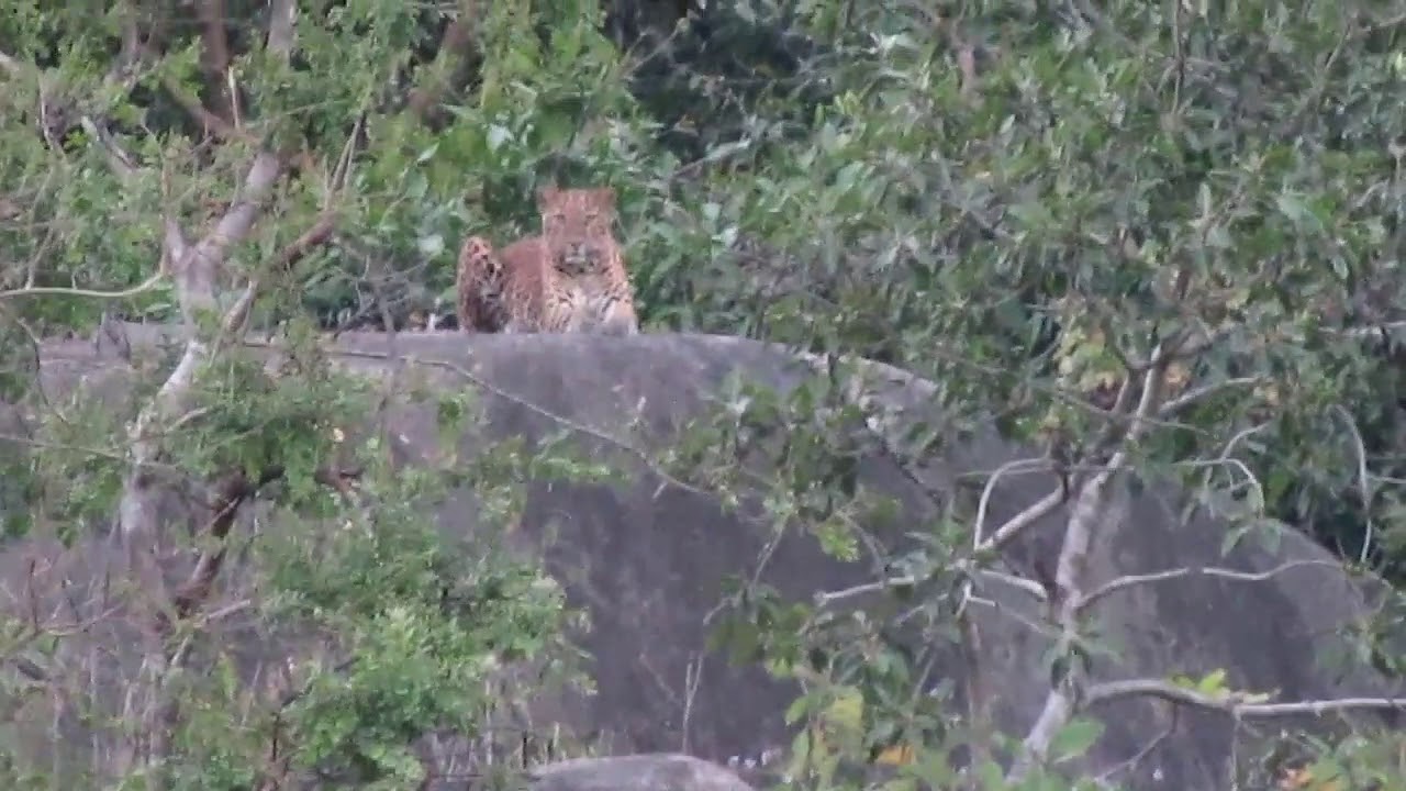Leopard in mount Abu forest area.......rajasthan