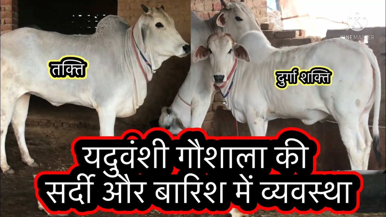 👍यदुवंशी गौशाला की सर्दी और 👍बारिश में व्यवस्था #cowfarming #yaudhvansi #goshala👌