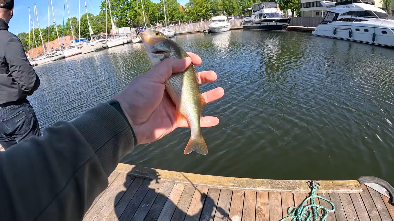 Ešerių vaikymas Klaipėdos ir Drevernos uostose!