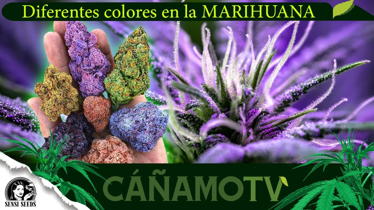 &iexcl;La MARIHUANA NO SIEMPRE es de color VERDE!