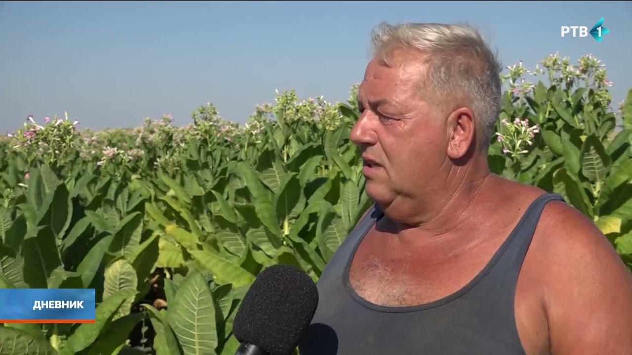 Sve manje poljoprivrednika se odlučuje za proizvodnju duvana