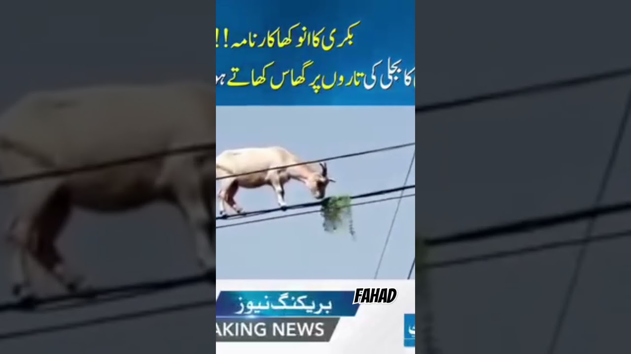 breaking News #breakingnews #viralvideo #bakri