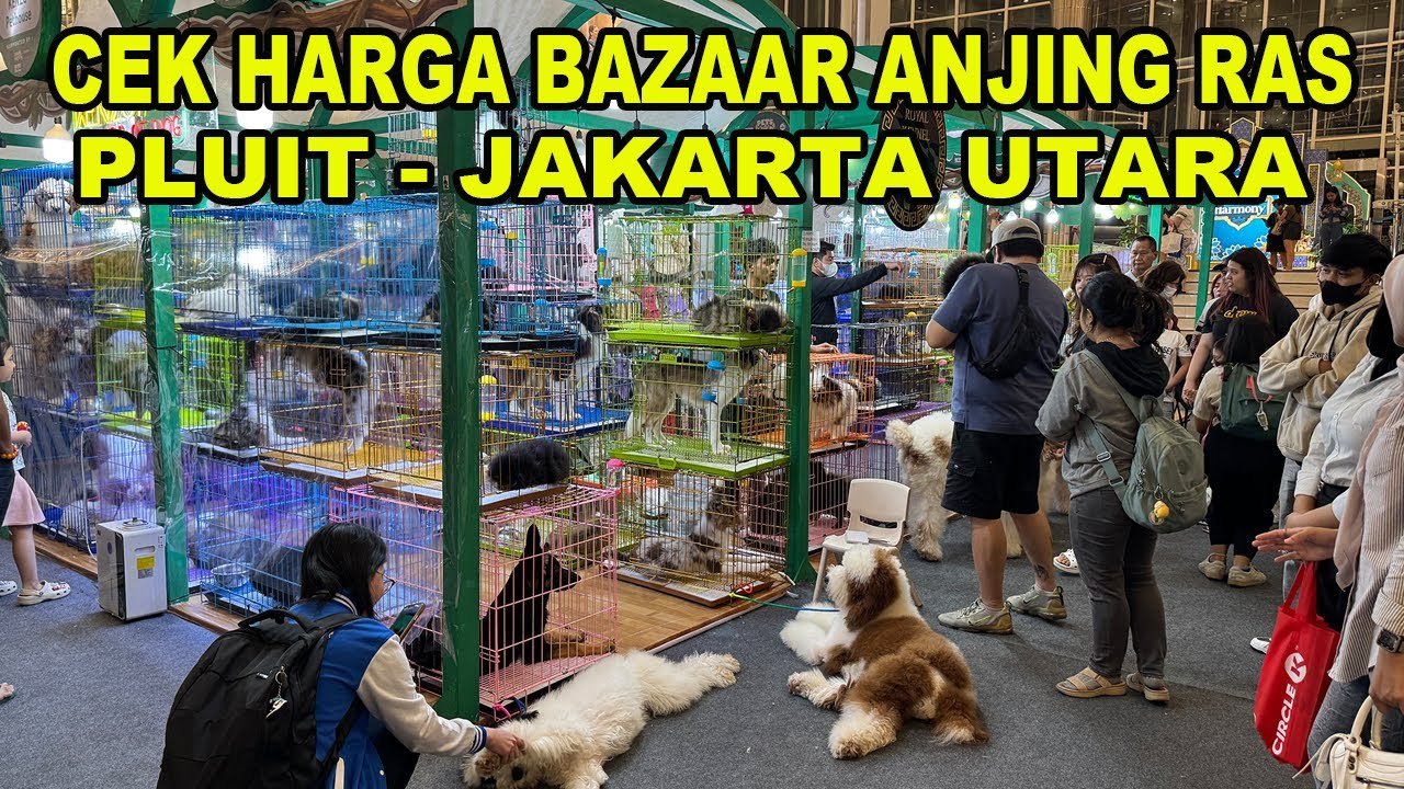 Cek Harga Bazaar Anjing Ras Pluit Jakarta Utara