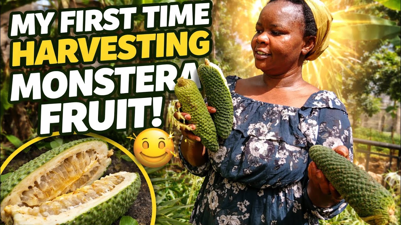 Мы ждали МЕСЯЦЫ... этот гигантский плод монстеры 😳🥒/посаженную мяту