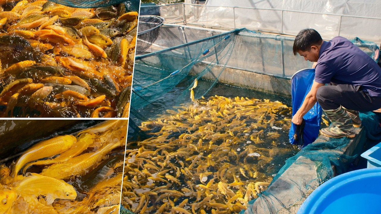 Cá Koi Tosai Giá Hợp Lý | Lựa Chọn Hoàn Hảo Cho Người Mới Chơi Koi