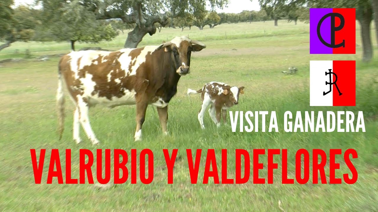 Visita Ganadera: Valrubio y Valdeflores