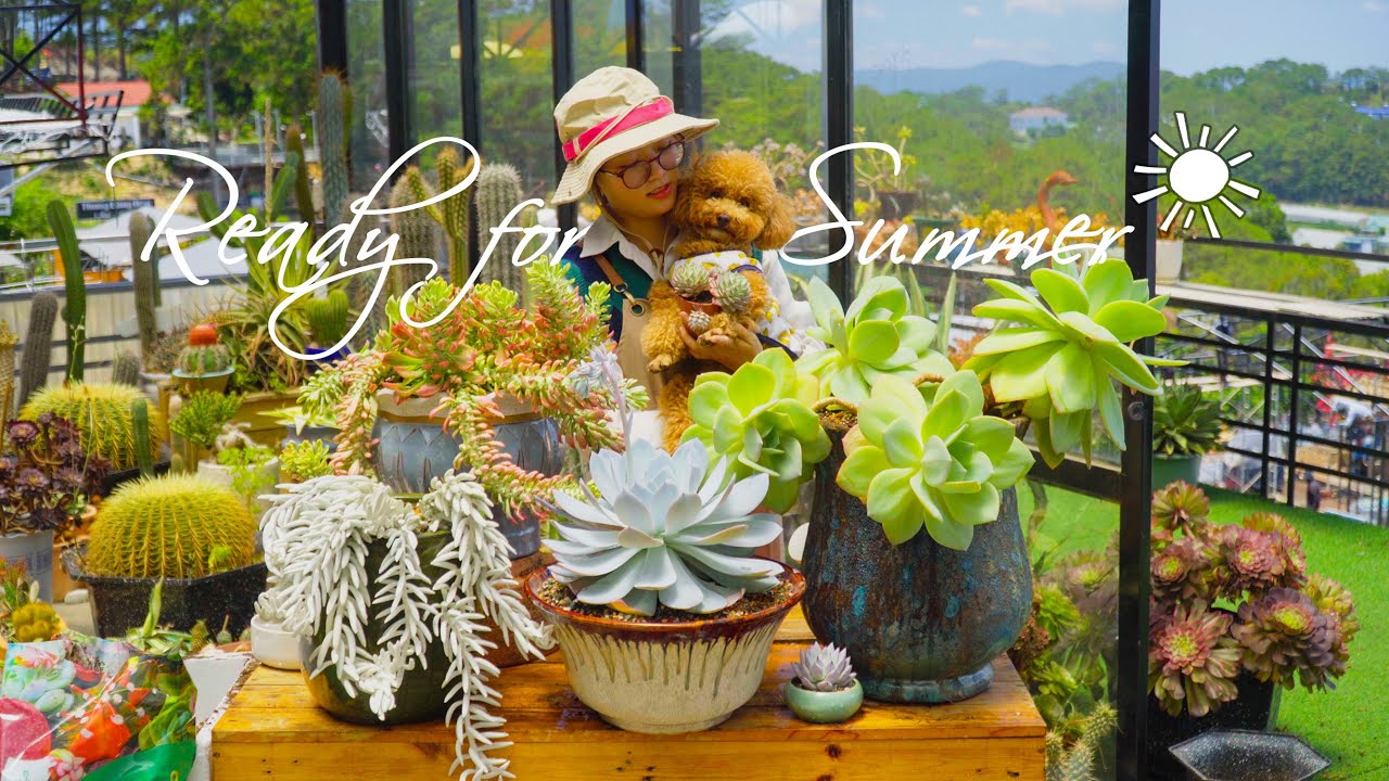 TAKE CARE OF MY OLD SUCCULENTS, READY FOR SUMMER // Joy Garden Succulent