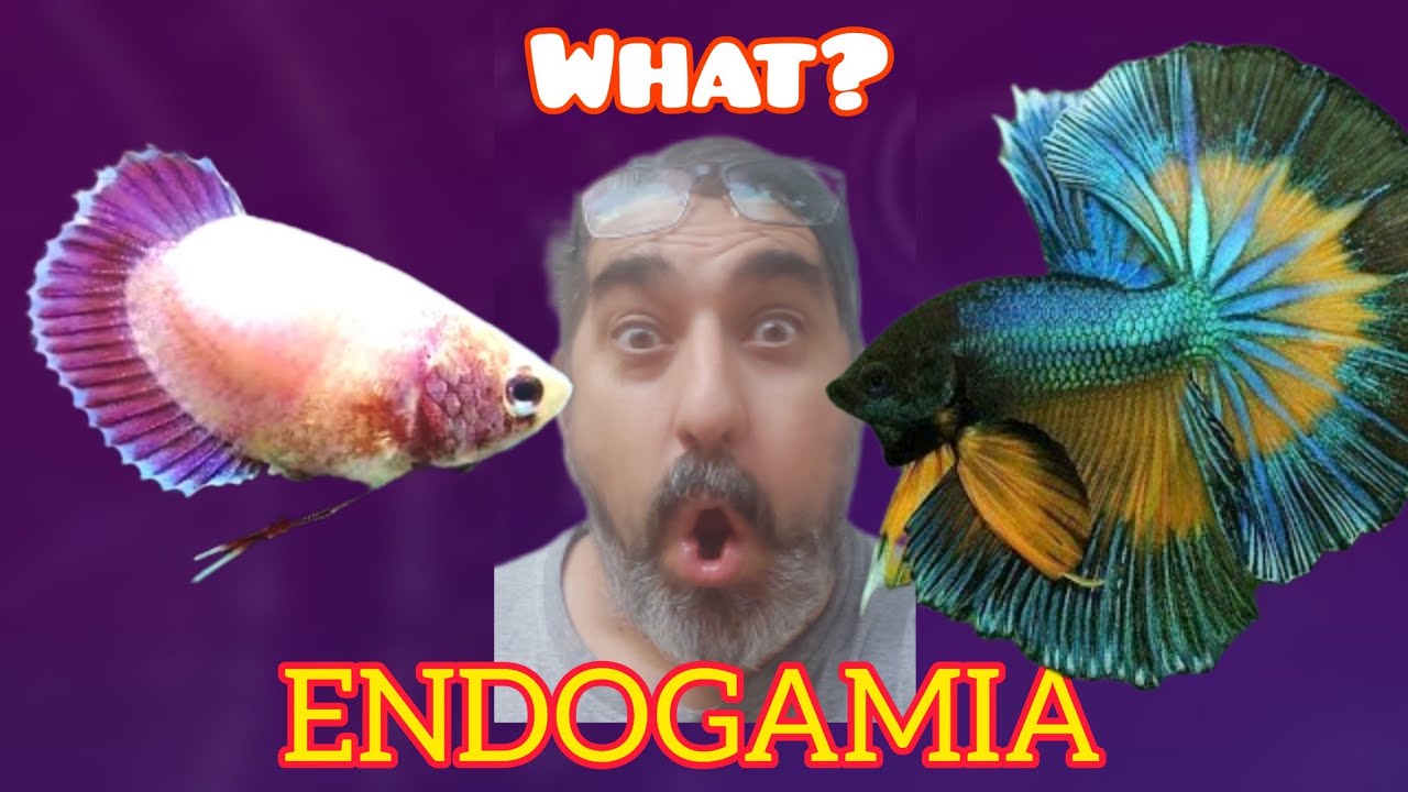 La TRAMPA de la ENDOGAMIA en el PEZ BETTA 🧬| Bettaclubargentina| 2023
