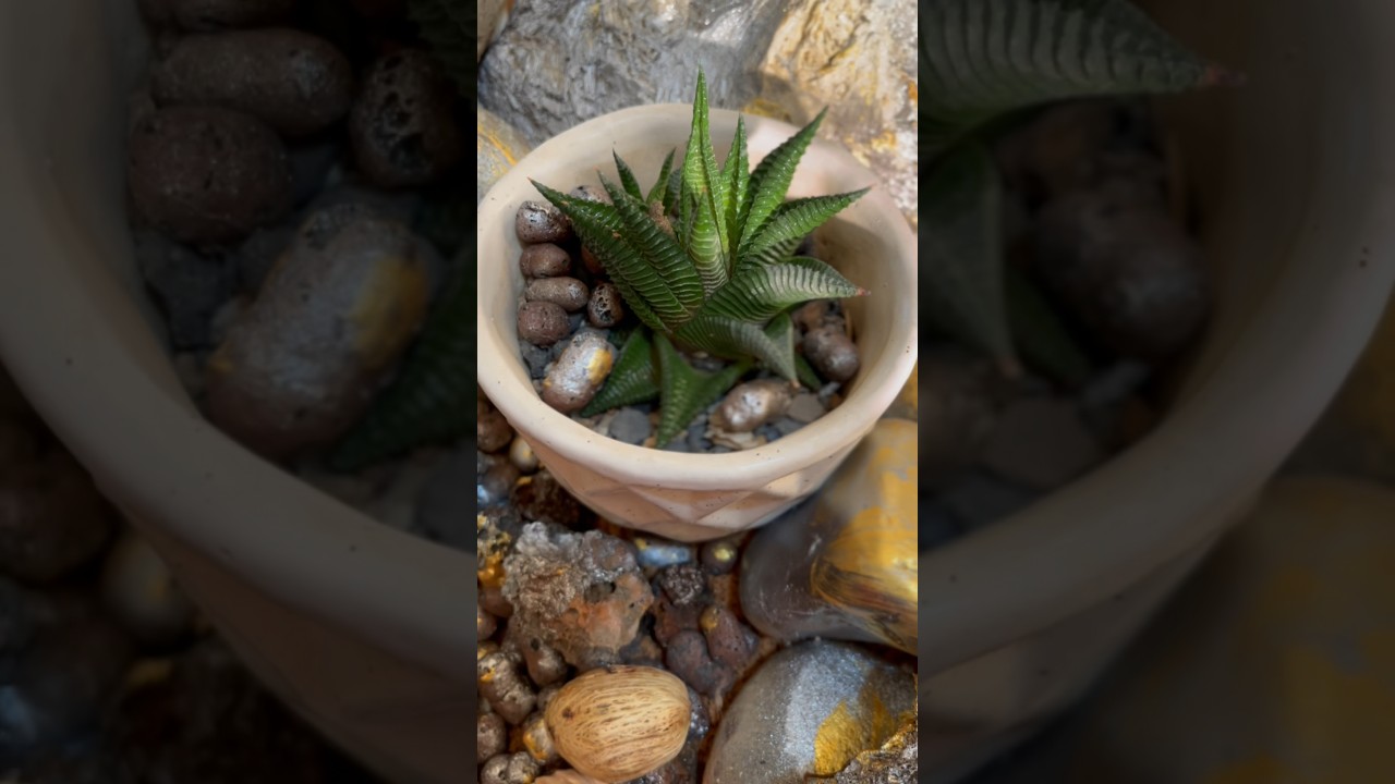 Haworthia limifolia  easy care succulents , #gardeningaesthetics #succulentcare #succulent