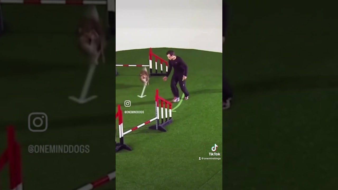 Learn the Reverse Spin with us! 💗 #dogagility #agilitydog
