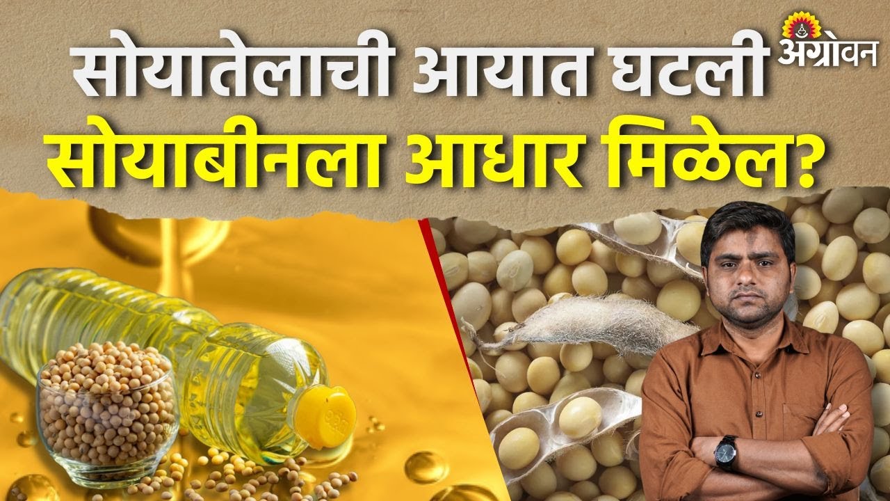 Soybean Rate: सोयातेलाची आयात फेब्रुवारीपर्यंत कमीच राहण्याचा अंदाज | Agrowon