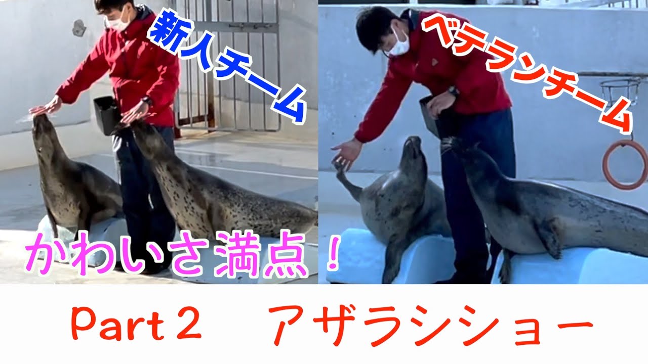 【水族館】カワイイが止まらないおたる水族館のアザラシショー！！