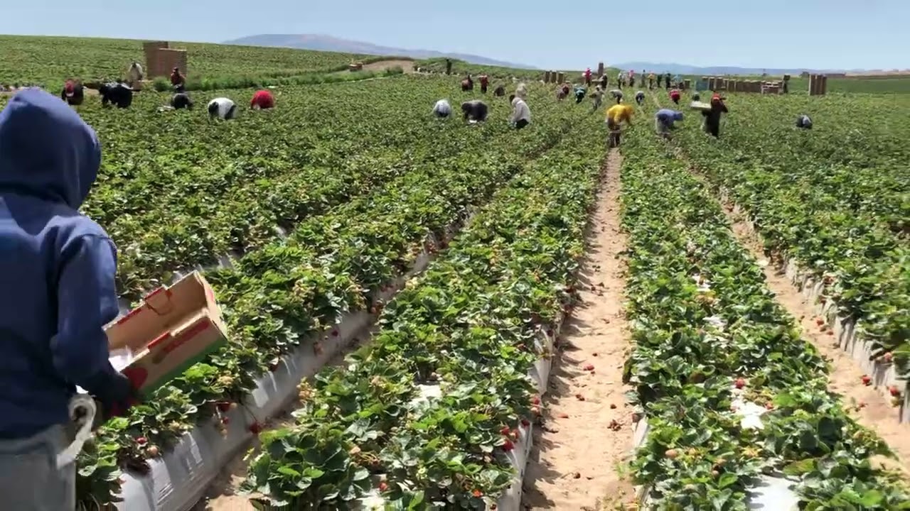 😱😱😱#california 🍓🍓🍓#usa 🍓🍓🍓
