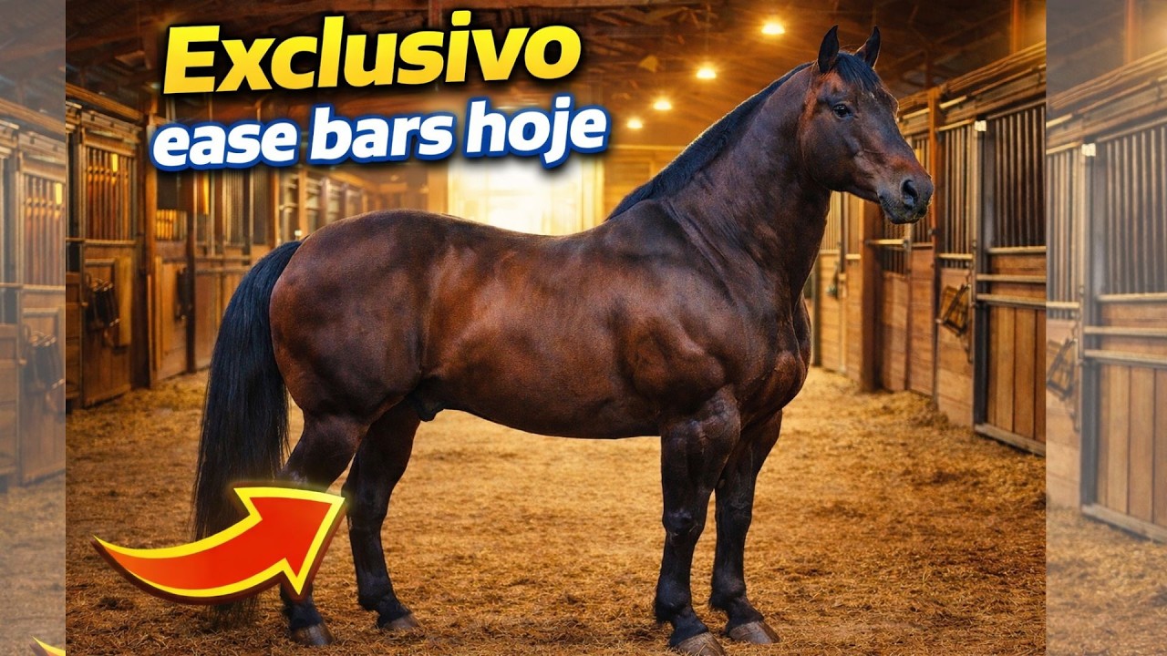 EXCLUSIVO EASE BARS! VEJA COMO ESTÁ O MEU ANTIGO POTRO