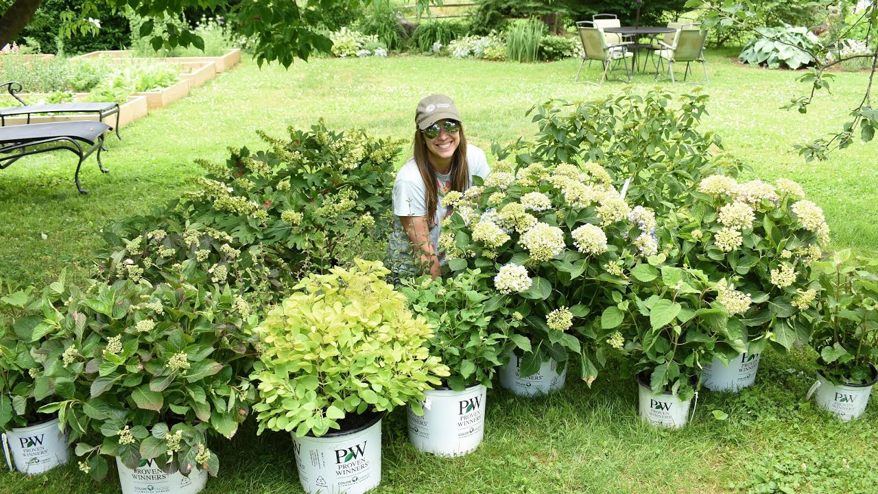 Plant Haul and Unboxing!!! So many beautiful shrubs😀🌼 💐🌸