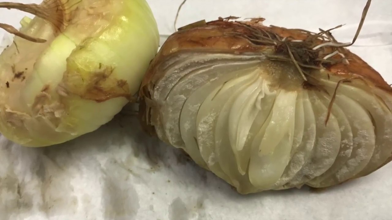 WHAT Wednesday: Onion Bacterial Diseases