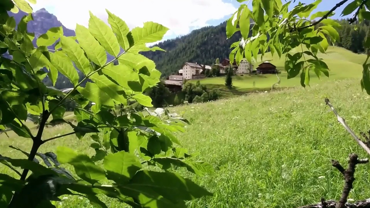 Relax 8 Hours Relaxing Morning Sounds with Rooster, Chickens, Birds Chirps