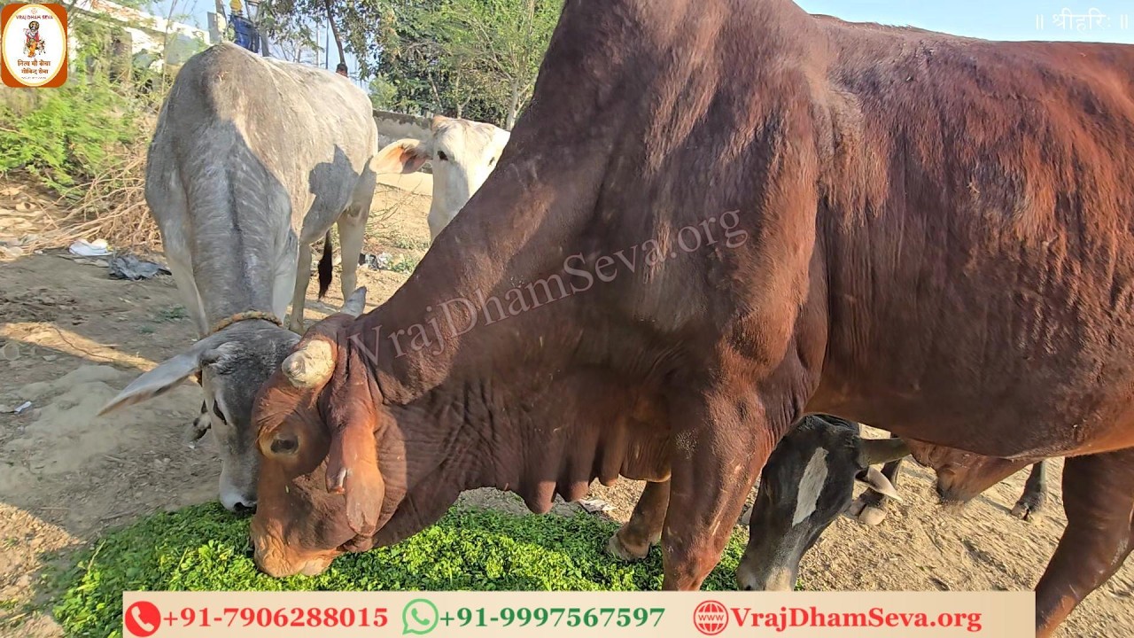 गौ माता की शरण में, राधा प्रेम निवास। सेवा से ही मिलत है, वृन्दावन का प्रकाश॥ नित्य गाय सेवा गोविन्द