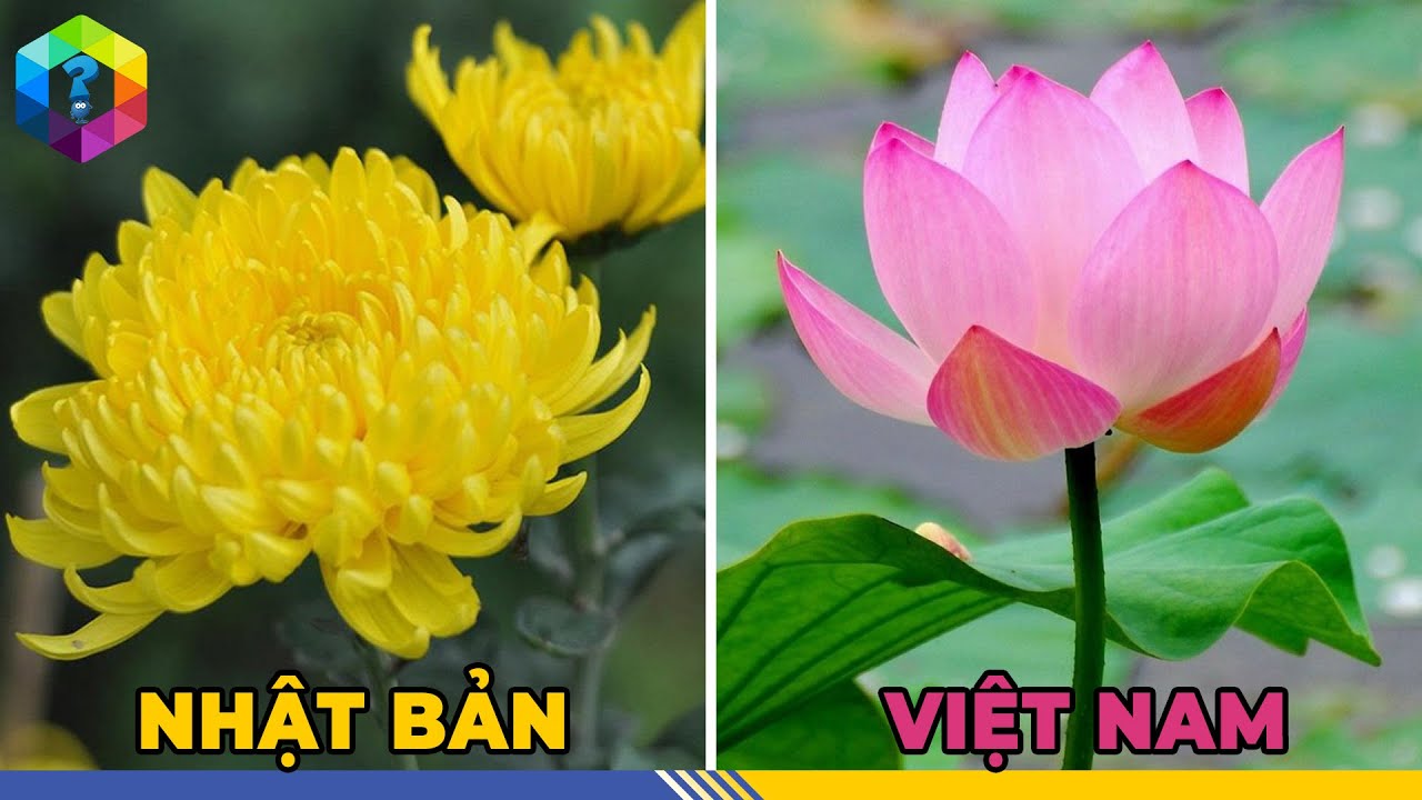 Giãi Mã Ý Nghĩa Bí Ẩn QUỐC HOA Của Việt Nam Và Các Nước Trên Thế Giới - Top 1 Khám Phá