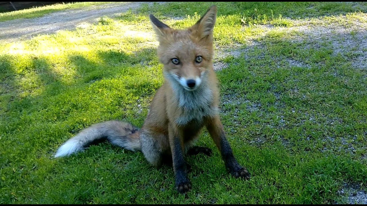 An incredibly tame fox.
