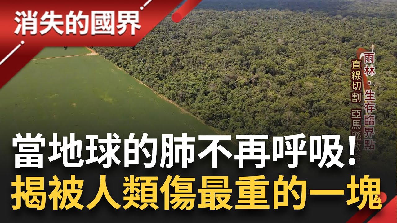 當地球之肺不再呼吸！樹木自然死亡遽增