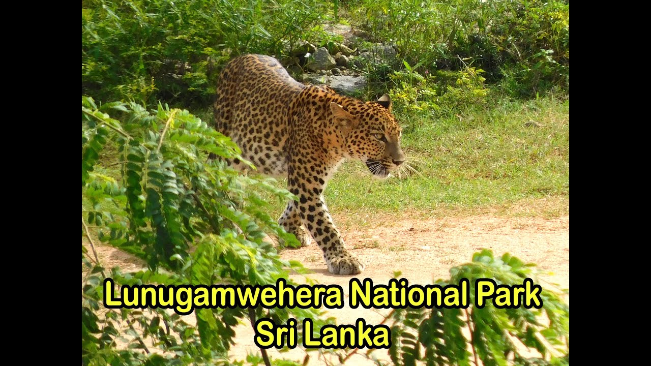 Trip to Lunugamwehera National Park, Sri Lanka