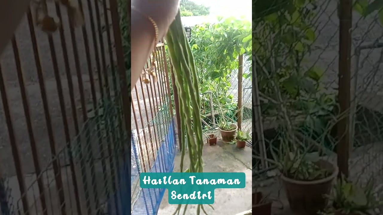 Tanamsendiri #mashup #mantapbosku #fypシ゚viral #fypyoutube #bolehdimakan #sayuransegar #tanamansubur