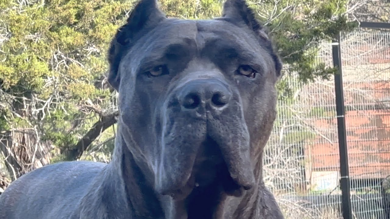 CANE CORSO for the FIRST TIME OWNER: Choosing a TEMPERAMENT Thats Right for your FAMILY
