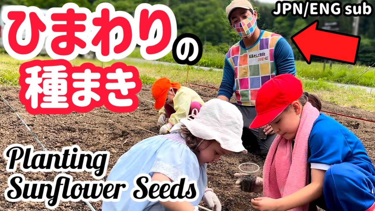 【国際ファミリー】ヒマワリのたね【山奥暮らし】