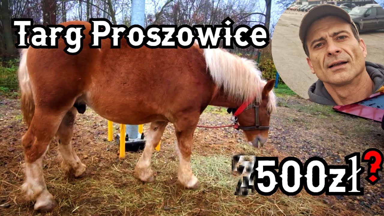 Konie pod Młotek giełda Proszowice
