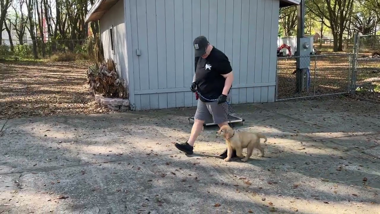 Arlo - Training 