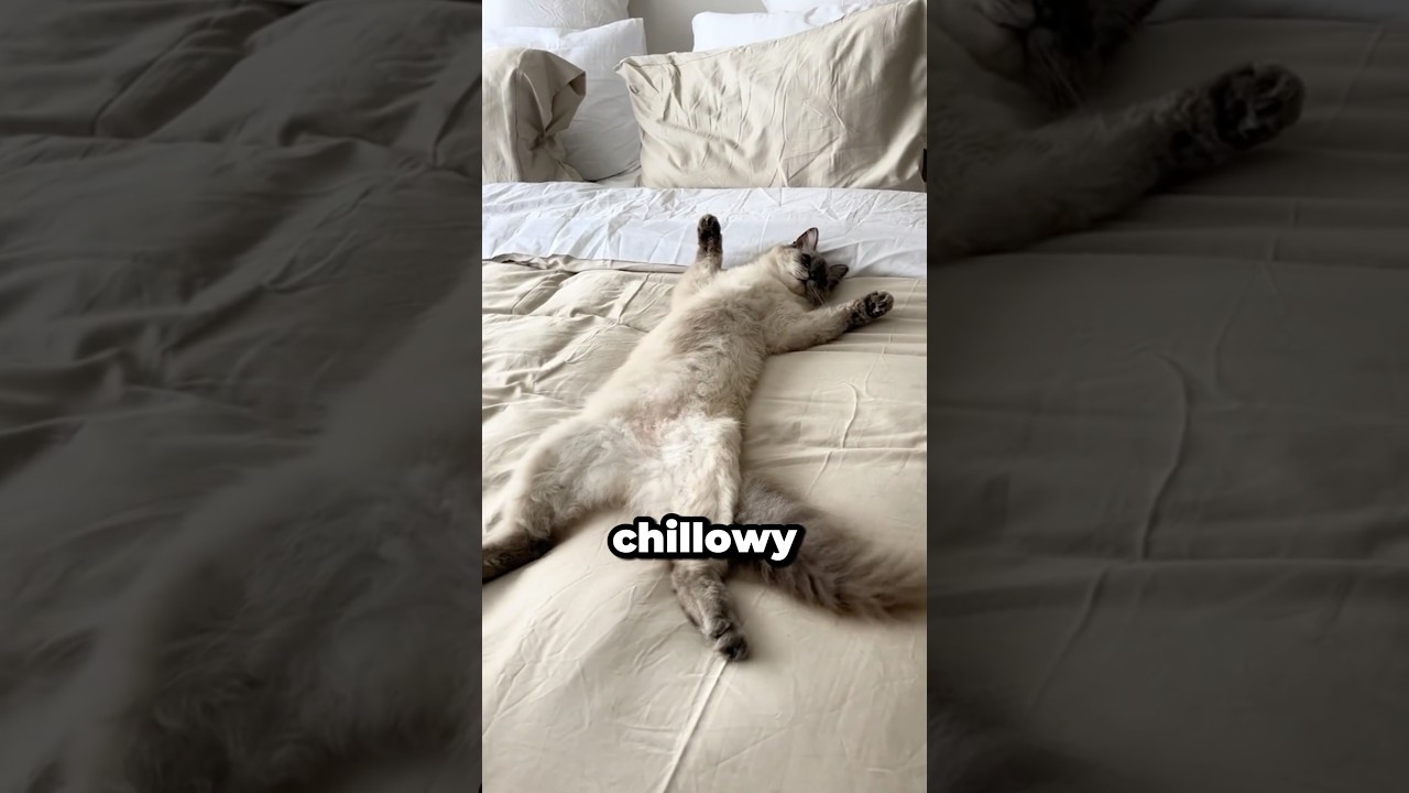 Najbardziej Leniwy Kot 💤😹