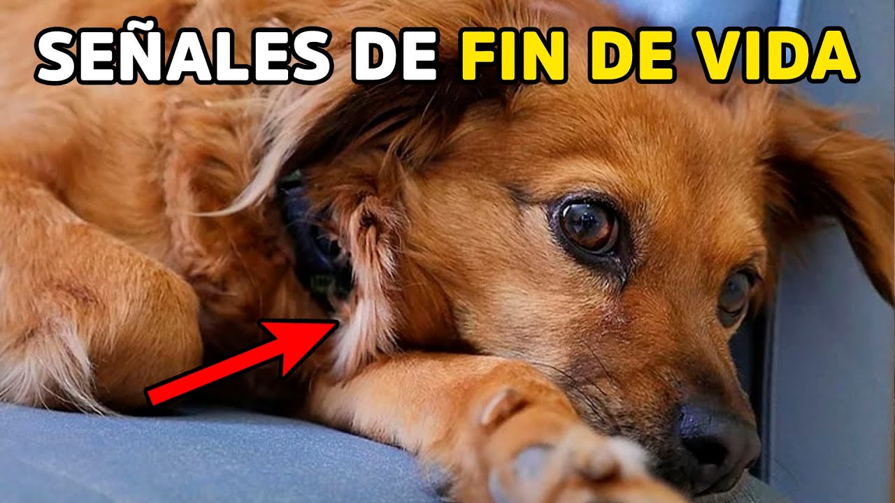 7 Señales de que tu PERRO podría estar DESPIDIÉNDOSE