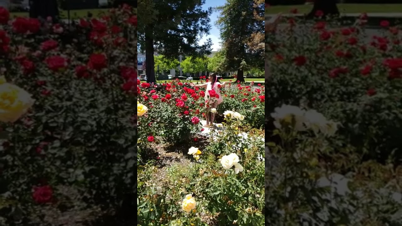 roses #colorfullife #@rajkumar gupta vlogs please like share and subscribe 🙏