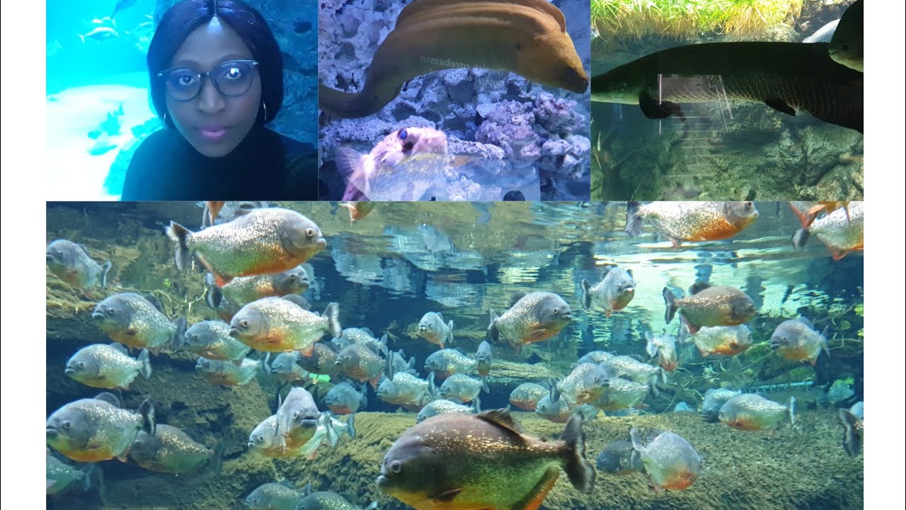 Aquarium Copenhagen || get to know me || vlog