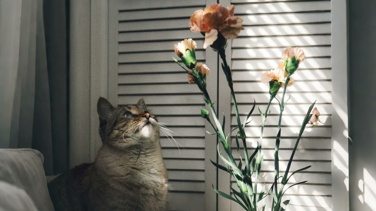 Calm Chillhop Flow & Cat Comfort 🐱 | Music for Focus & Relaxation