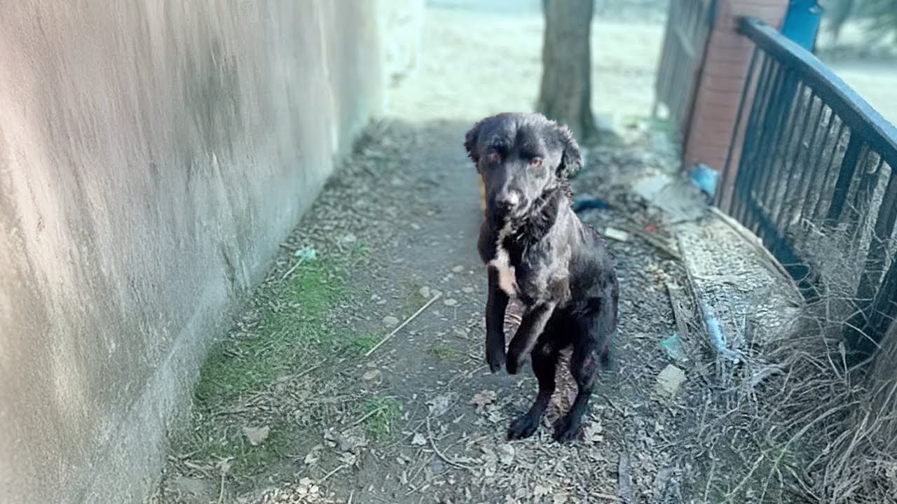 Front legs broken, dangling, she tries to stand begging for help before crumbling