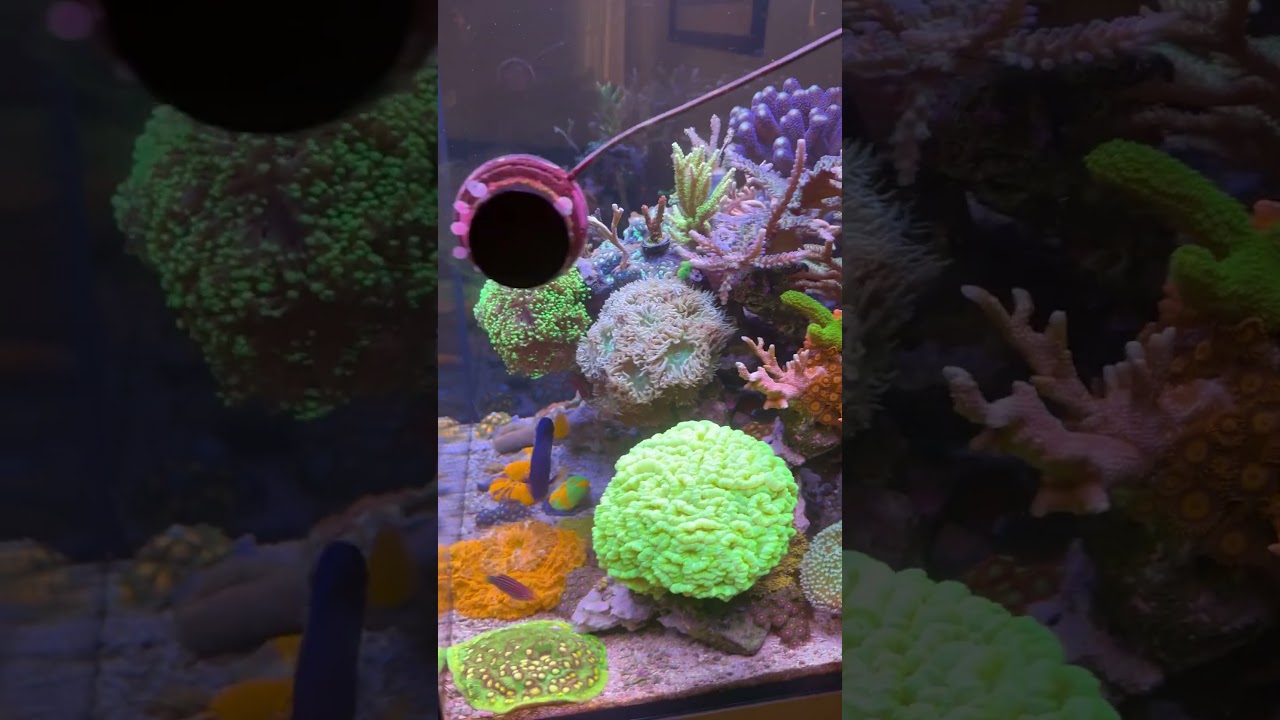 Age of Reef Love #nanoreef  #reeftank #aquarium #reefkeeping