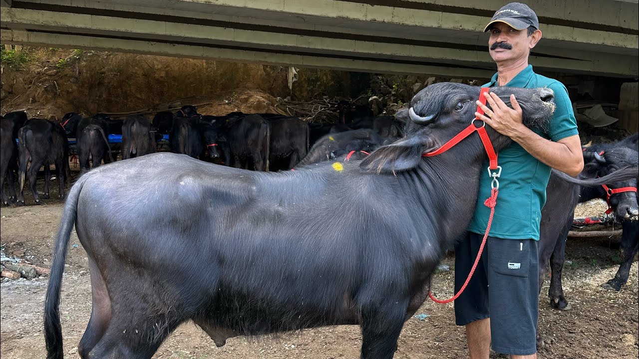 ഒറിജിനൽ മുറ പോത്തുകൾ തൃശ്ശൂരിലും പുതിയ ലോഡ് എത്തി kuthiran murrah farm