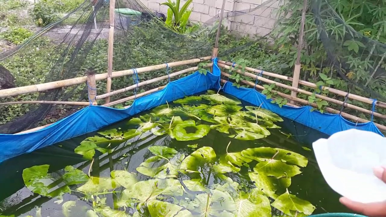 budidaya lele hanya dengan daun talas 2 bulan panen